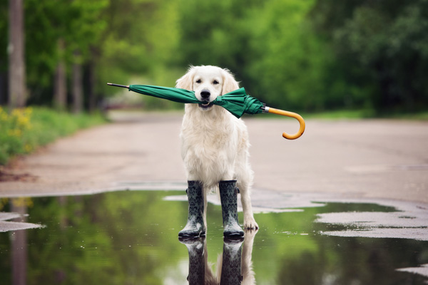 A photo of a dog wearing rain-boots, holding an umbrella to help visualize personal umbrella insurance