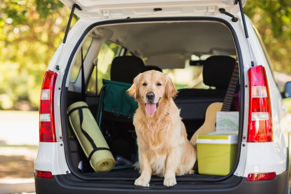 Photo of a dog in back of a van - Links to Car Insurance page