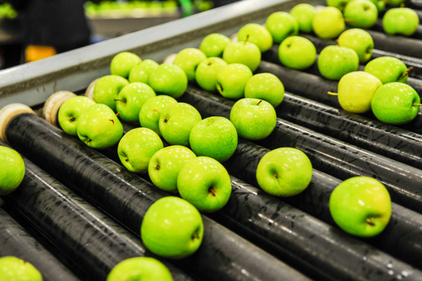 A photo of a manufacturing production line with apples